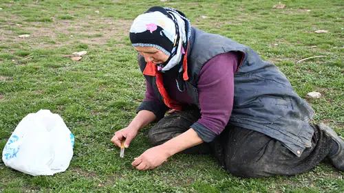 Adı türkülerimize kazındı: Toplaması zahmetli yemesi lezzetli