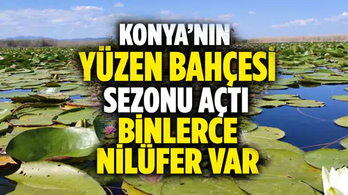 Konya'nın yüzen bahçesi çekim merkezi oldu: Nilüferler hayran bırakıyor