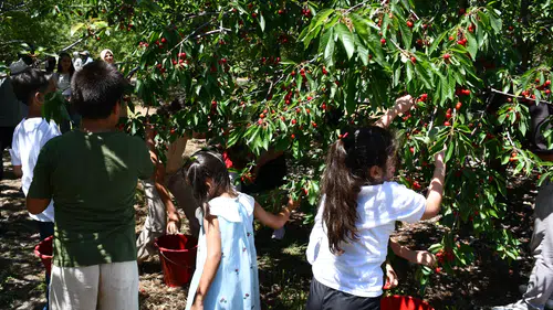 Nasreddin Hoca diyarında "Kiraz Hasat Şenliği" coşkusu yaşandı