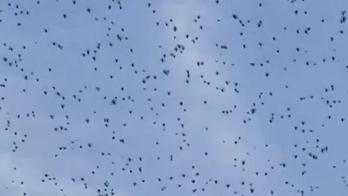 Süper El Nino etkisi mi: Gökyüzünü böcekler sardı