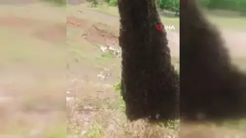 Arılar ağaçta oğul verdi: Dallar arıların ağırlığıyla eğildi