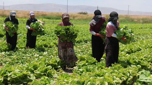 Konya'da marul bolluğu fiyatları düşürdü: Tarlada 5, halde 10, markette 50 TL