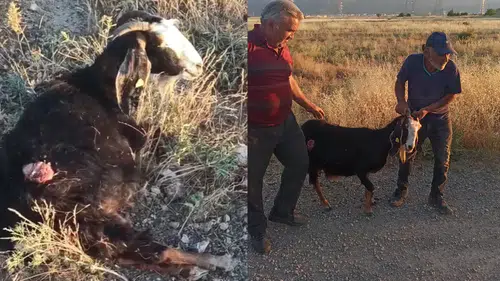 Konya'da sokak köpekleri sürüden ayrılan keçiye saldırdı