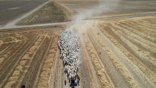 Konya’da tarlalar arasındaki koyun sürülerinin tozlu yolculuğu