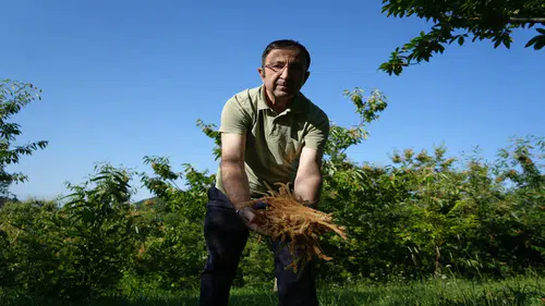 Kestane çiçeği çayı nasıl demleniyor: Dünyanın en sağlıklı içeceği