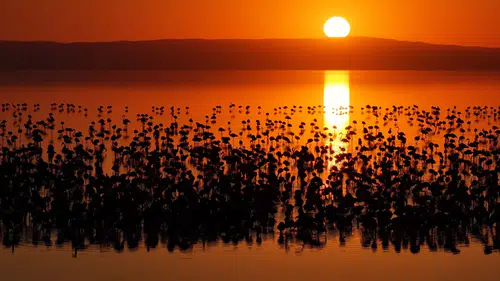 Flamingo cennetinde Flamingo bayramı: Dünyanın en doğal ve en nadide stüdyosu