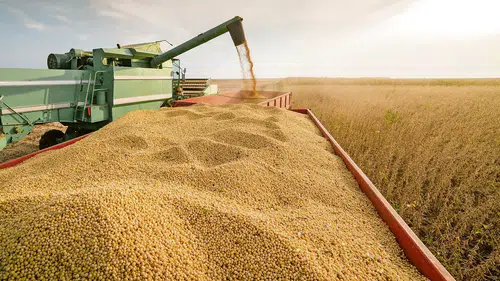 Hasat sezonu kapanıyor: Türkiye'nin beklentisi 140 milyon ton