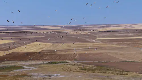 Konya semalarında leylekler şov yaptı: Düden Gölü canlandı