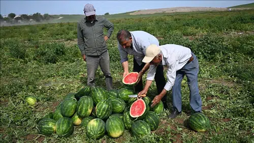Arpa, karpuz ve mısır eken çiftçi 'yanacak': İşte risk grubundaki çiftçiler