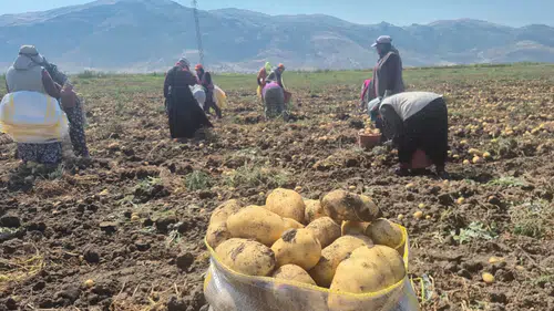 Patates fiyatlarını düşürecek hamle başladı: Hasat sürüyor