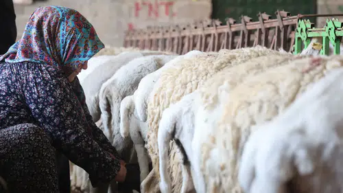Konya'da koyun peynirinin lezzeti dağdan emeği kadından