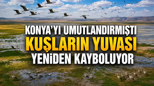 Konya'yı umutlandırmıştı: Kuşların yuvası yeniden kayboluyor