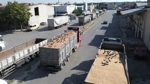 Konya'daki buğday pazarında güvercinler de nasibini alıyor