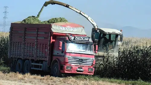 Mısırda maliyet-fiyat makası açılıyor: Konyalı üretici TMO'yu bekliyor