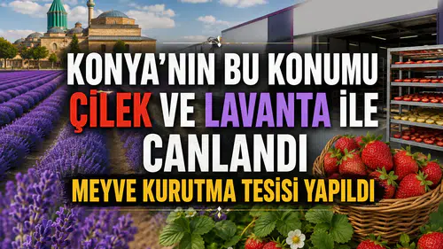 Konya'nın yeşil ilçesi çilek ve lavanta ile canlandı: Üretime büyük destek