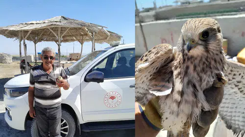 Konya'da kanadından yaralanan kızıl şahin, duyarlı çiftçinin dikkatiyle kurtuldu