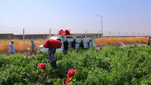 Salçalık biber fiyatlarını düşürecek hamle: Hasat başladı, kilosu 25 TL
