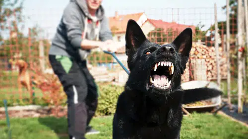 Köpeği tehdit aracı olarak kullananlar: Silahlı tehdit