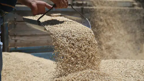 Lisanslı depo kira bedeli çiftçiye yük oldu: Ürün satılıyor, depolanmıyor açıklaması