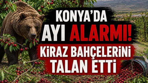 Konya’da ayı alarmı! Kiraz bahçelerini talan etti