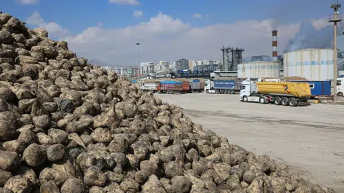 Konya'da üreticinin emeği korunacak: Başkan'dan pancar açıklaması