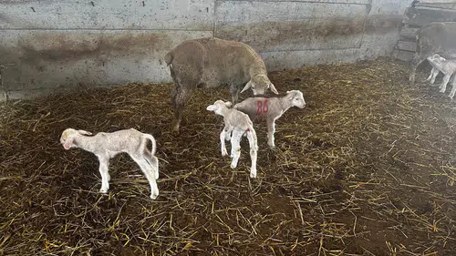 Milyonluk yerli koç Şampiyon'dan milyonluk üçüz kuzu