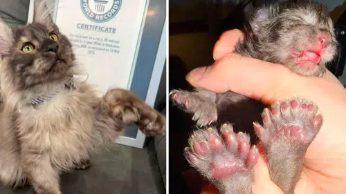 Bu kedi 24 yıldır kırılamayan dünya rekorunu kırdı