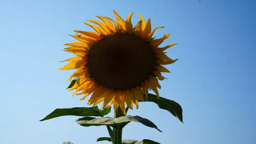 Konya yine zirveye oynuyor: Ayçiçeğinde yeni rekor çiftçinin yüzünü güldürecek