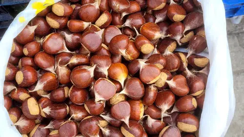 Kestane de artık zengin sofrasında olacak