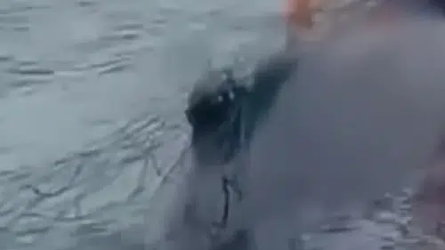 Ölümle yaşam arasındaki o an: Okyanusta bir kişi ağa takılan balinayı kurtardı
