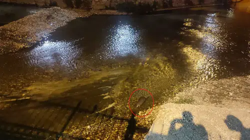 Konya’da su samuru sürprizi: Gören telefona sarıldı