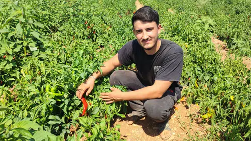 Salçalık biberi önce hırsızlar hasat etti