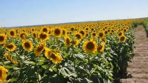 Binlerce üretici bekliyordu: Yağlık ayçiçeği alım fiyatı açıklandı