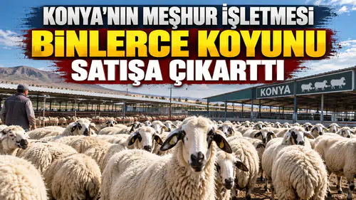 Konya'nın meşhur işletmesi binlerce koyunu satışa çıkarttı