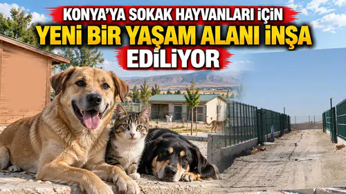 Konya'ya sokak hayvanları için yeni bir yaşam alanı inşa ediliyor