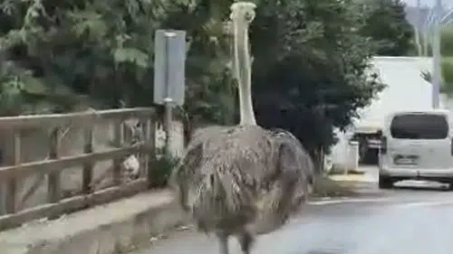 Firari devekuşu: Şehir trafiğinde ortalığı birbirine kattı