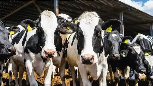 Konya'da büyükbaş besi üreticileri: Zarardayız, küçülüyoruz