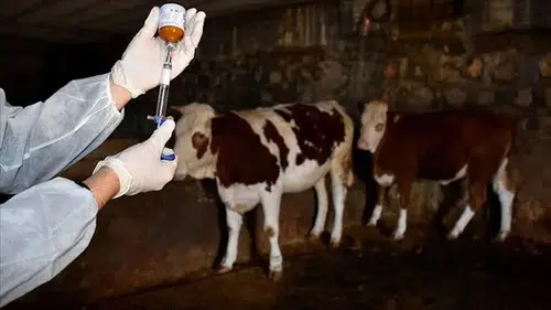 Anadolu'nun orta yerinde yine şap karantinası: Risk büyük