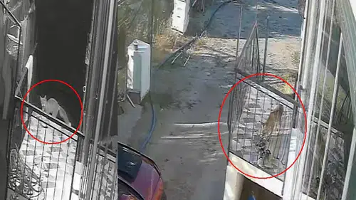 Konya'da hırsızlık şüphelisi bakın kim çıktı: Kedi, köpek sandılar