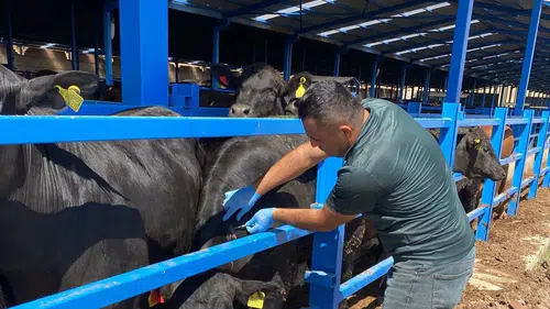 Konya'da hayvan sağlığı için işletmeler mercek altına alındı