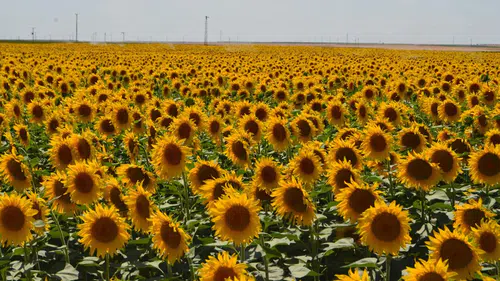 Konya Şeker ayçiçeği alım fiyatını açıkladı: 2026 tarifesi
