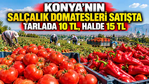 Konya'nın salçalık domatesleri satışta: Tarlada 10 TL, halde 15 TL