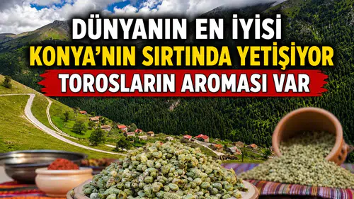 Dünyanın en iyisi Konya'nın sırtında yetişiyor: Torosların aroması var
