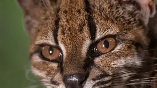 103 yıl sonra keşfedildi: Bu kedi bir başka
