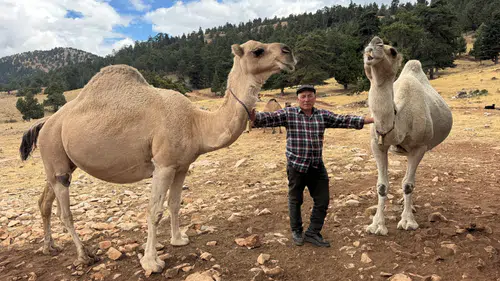Sarıkeçili yörüklerinin son devecisi: 73 yaşında geleneği yaşatıyor