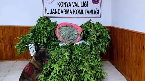 Konya'da depo görünümlü alana kenevir eken şüpheli yakalandı