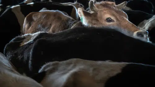 Kırmızı et fiyatları ucuzlayacak mı: 500 bin ithal büyükbaş geliyor