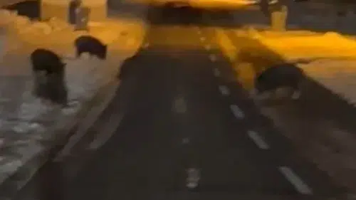 Domuzlar Konya sokaklarına indi: Anbean kameralara yansıdı