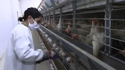 Konya'daki yumurta üreticilerini ilgilendiriyor: Kafes tavukçuluğunda yeni dönem