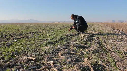 Konyalı çiftçilerden ortak ses: “Kuraklık zararları karşılanmalı”